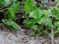 Corydalis pumila Törringelund, Svedala, Skåne, Sweden 20190414_0076