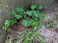 Corydalis pumila Törringelund, Svedala, Skåne, Sweden 20190414_0077