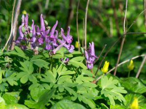 Corydalis solida - Spring Fumewort - Stor nunneört