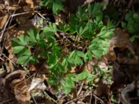 Corydalis solida Banvallen, Ribersborg, Malmö, Skåne, Sweden 20210413_0011