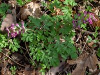 Corydalis solida Banvallen, Ribersborg, Malmö, Skåne, Sweden 20210413_0012