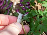 Corydalis solida Banvallen, Ribersborg, Malmö, Skåne, Sweden 20210413_0013