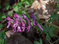 Corydalis solida Banvallen, Ribersborg, Malmö, Skåne, Sweden 20210413_0015