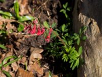 Corydalis solida Rosenfors, Borgholm, Öland, Sweden 20160409_0243