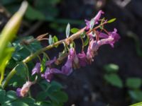 Corydalis solida Säbybäcken, Landskrona, Skåne, Sweden 20160422_0005