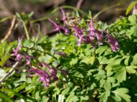 Corydalis solida Säbybäcken, Landskrona, Skåne, Sweden 20160422_0006