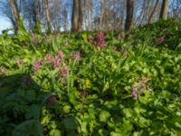 Corydalis solida Säbybäcken, Landskrona, Skåne, Sweden 20160422_0065