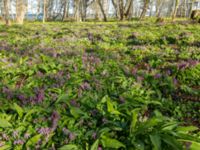 Corydalis solida Säbybäcken, Landskrona, Skåne, Sweden 20160422_0082