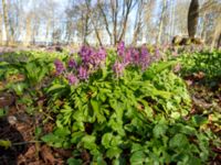 Corydalis solida Säbybäcken, Landskrona, Skåne, Sweden 20160422_0083