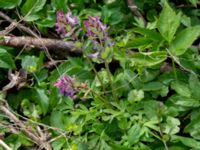 Corydalis solida ssp. solida Lokstallarna, Malmö, Skåne, Sweden 20190414_0056