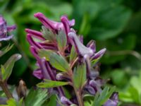 Corydalis solida ssp. solida Lokstallarna, Malmö, Skåne, Sweden 20190414_0057