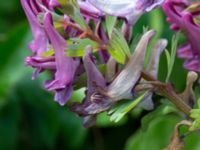 Corydalis solida ssp. solida Lokstallarna, Malmö, Skåne, Sweden 20190414_0058