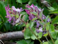 Corydalis solida ssp. solida Lokstallarna, Malmö, Skåne, Sweden 20190414_0063