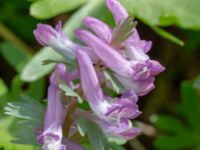 Corydalis solida ssp. solida Oscarshemsparken, Lund, Skåne, Sweden 20180410_0010