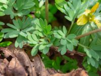 Corydalis solida ssp. solida Oscarshemsparken, Lund, Skåne, Sweden 20180410_0011