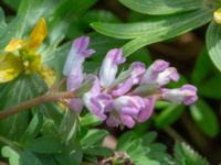 Corydalis solida ssp. solida Oscarshemsparken, Lund, Skåne, Sweden 20180410_0012