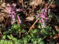 Corydalis solida ssp. solida Skogsby, Mörbylånga, Öland, Sweden 20160409_0135