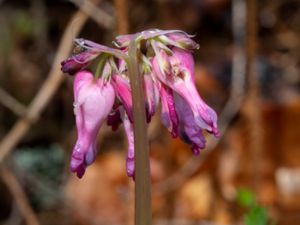 Dicentra eximia - Fringed Bleeding-heart - Furirhjärta