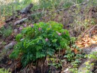 Dicentra eximia Porrarp, Hässleholm, Skåne, Sweden 20190504_0099