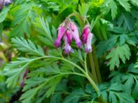 Dicentra eximia Porrarp, Hässleholm, Skåne, Sweden 20190504_0102