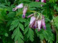 Dicentra eximia Porrarp, Hässleholm, Skåne, Sweden 20190504_0103