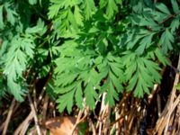 Dicentra eximia Porrarp, Hässleholm, Skåne, Sweden 20190504_0104