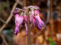 Dicentra eximia Porrarp, Hässleholm, Skåne, Sweden 20190504_0105