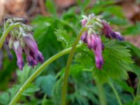 Dicentra eximia Porrarp, Hässleholm, Skåne, Sweden 20190504_0106