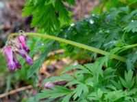 Dicentra eximia Porrarp, Hässleholm, Skåne, Sweden 20190504_0107