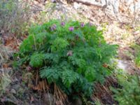 Dicentra eximia Porrarp, Hässleholm, Skåne, Sweden 20190504_0108