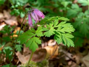 Dicentra formosa - Pacific Bleeding-heart - Fänrikshjärta