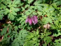 Dicentra formosa Värsjö, Hässleholm, Skåne, Sweden 20190504_0139