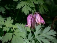 Dicentra formosa Värsjö, Hässleholm, Skåne, Sweden 20190504_0140