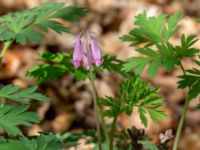 Dicentra formosa Värsjö, Hässleholm, Skåne, Sweden 20190504_0142