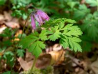 Dicentra formosa Värsjö, Hässleholm, Skåne, Sweden 20190504_0144