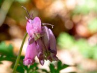 Dicentra formosa Värsjö, Hässleholm, Skåne, Sweden 20190504_0145