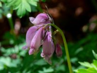 Dicentra formosa Värsjö, Hässleholm, Skåne, Sweden 20190504_0146