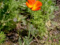 Eschscholtzia californica Monumentparken, Lund, Skåne, Sweden 20190614_0033