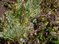 Eschscholtzia californica Monumentparken, Lund, Skåne, Sweden 20190614_0034