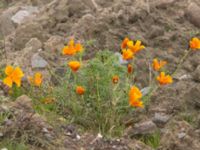 Eschscholzia californica Norra hamnen, Malmö, Skåne, Sweden 20221031_0013