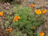 Eschscholzia californica Norra hamnen, Malmö, Skåne, Sweden 20221031_0017