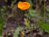 Eschscholzia californica Ulricedal, Malmö, Skåne, Sweden 20190819_0008