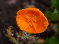 Eschscholzia californica Ulricedal, Malmö, Skåne, Sweden 20190819_0009