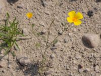 Eschscholzia californica Utfyllnad Oljesjön, Malmö, Skåne, Sweden 20210714_0011