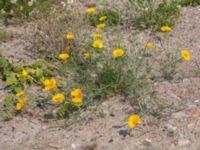 Eschscholzia californica Utfyllnad Oljesjön, Malmö, Skåne, Sweden 20210714_0013