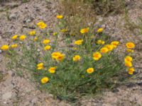 Eschscholzia californica Utfyllnad Oljesjön, Malmö, Skåne, Sweden 20210714_0015