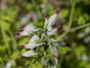 Fumaria capreolata White Ramping Fumitory - Vit jordrök