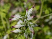 Fumaria capreolata Botaniska trädgården, Lund, Skåne, Sweden 20170705_0072