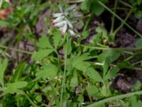 Fumaria capreolata Botaniska trädgården, Lund, Skåne, Sweden 20180709_0047