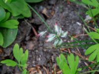 Fumaria capreolata Botaniska trädgården, Lund, Skåne, Sweden 20180709_0048